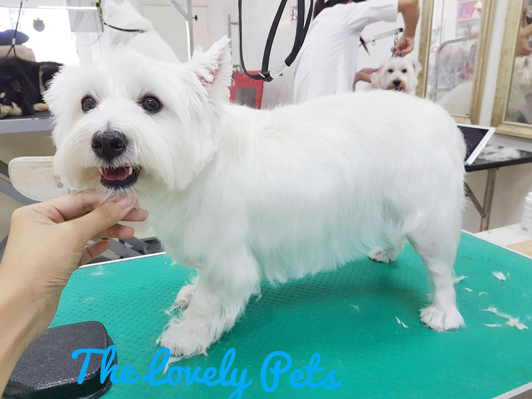 Westie Dog Grooming Singapore West Highland Terrier Puppies Sale Singapore Dog And Cat Grooming