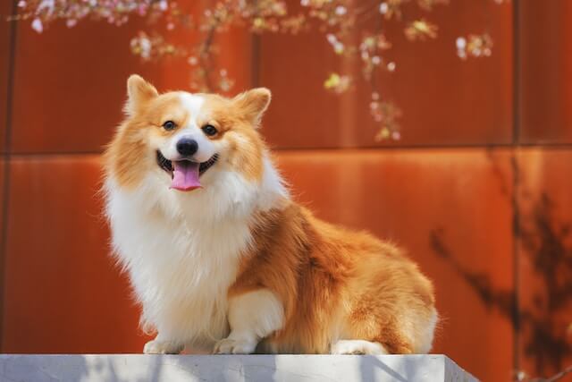 corgi smiling happily, is not HDB approved in Singapore