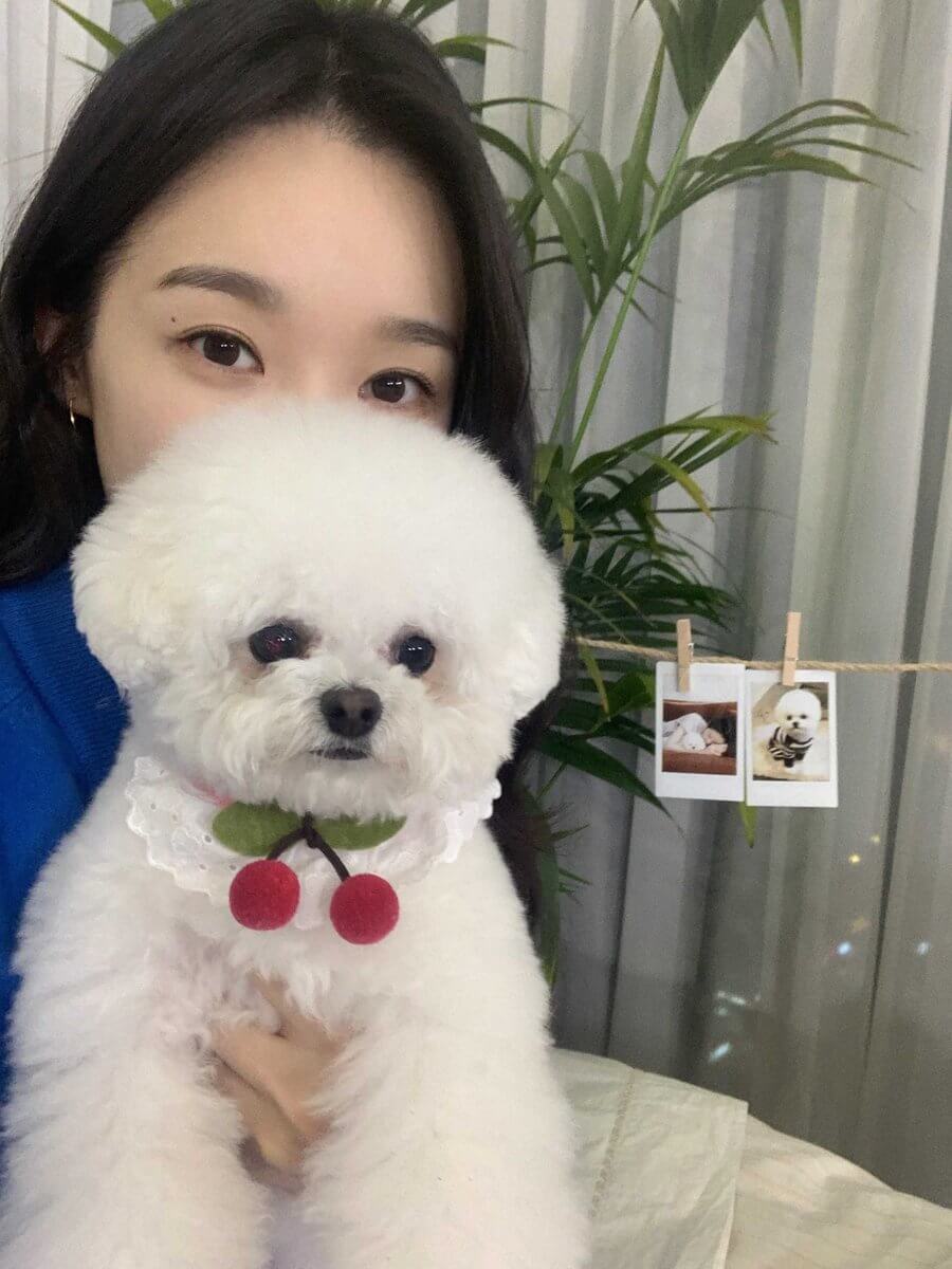 bichon frise with pretty owner in Singapore
