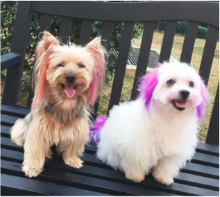 PictureTestimonial of puppy groomed in singapore
