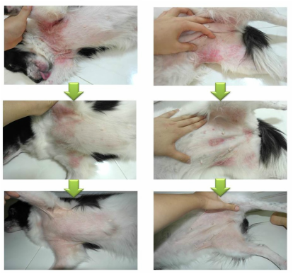 this is how grooming of puppy in singapore looks like