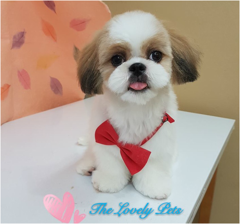pet spa for dogs sale and cats grooming in singapore
