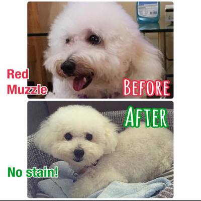 The Lovely Pets - Puppy Stain Solved Before & After Image