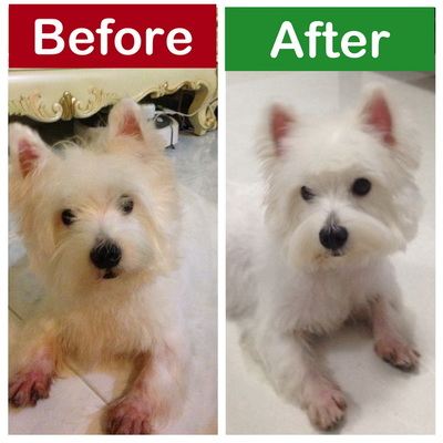 The Lovely Pets - Puppy Grooming Before & After Image