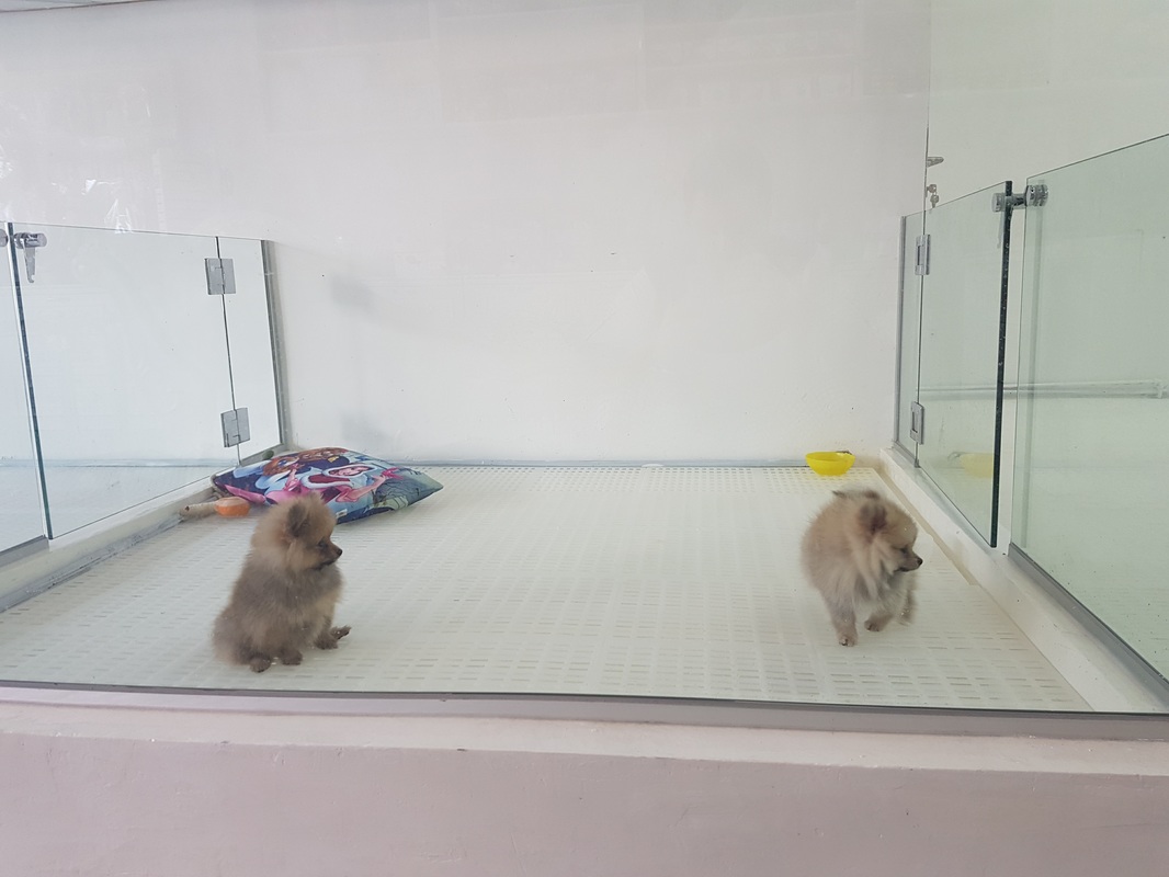 Pomeranian puppies for sale singapore in a big clean space