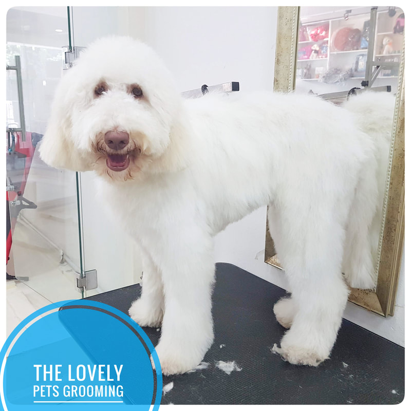 Goldendoodle Grooming in Singapore