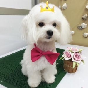PictureTestimonial of puppies groomed in singapore