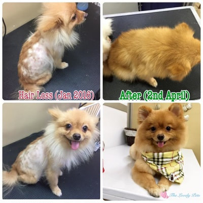 Bald skin problem of this puppy singapore  pomeranian puppy solved by The Lovely Pets and Silky shampoo
