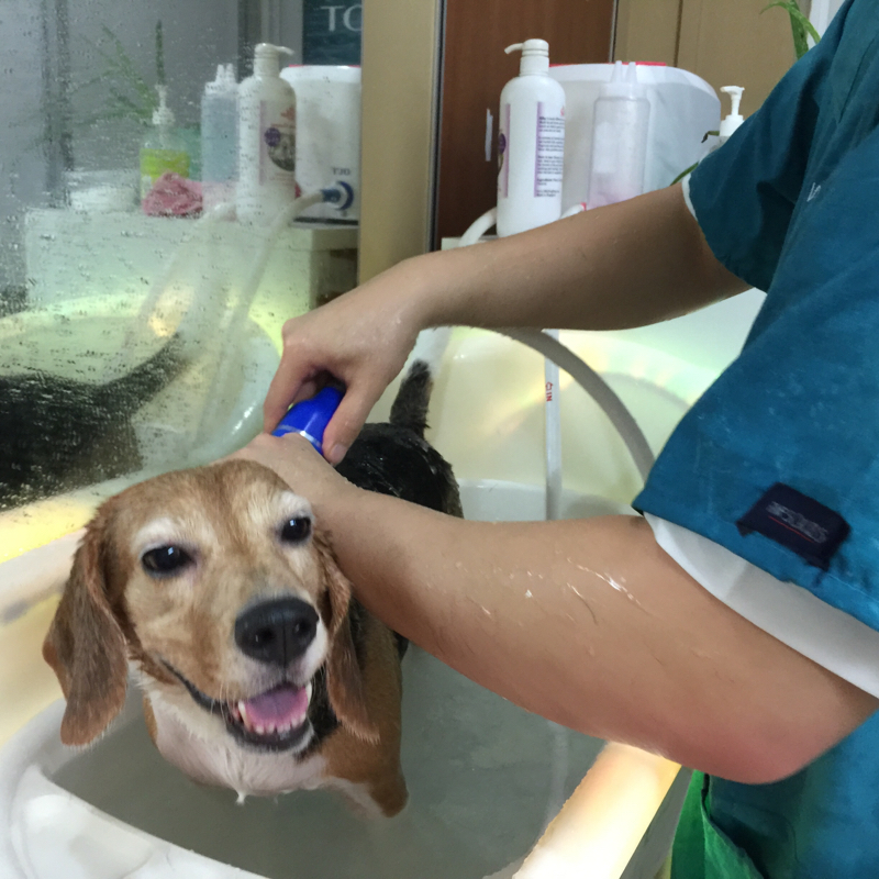 dog grooming process
