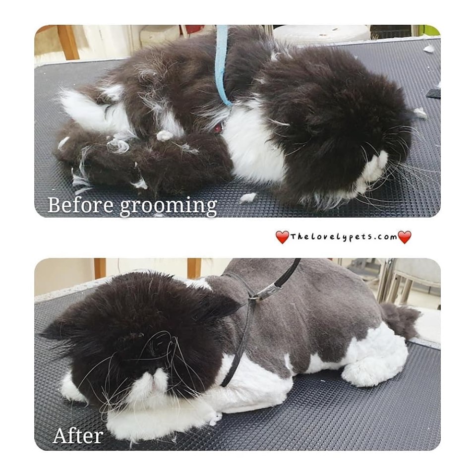 Testimonial of puppies nicely groomed in singapore