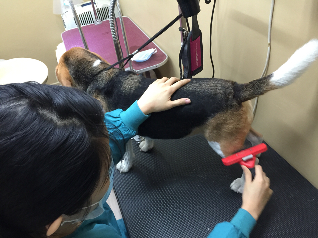 dog grooming process