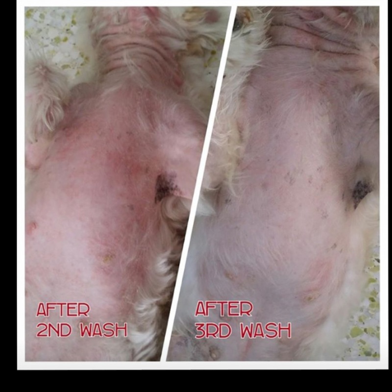 PictureTestimonial of puppy skin problem solved in singapore