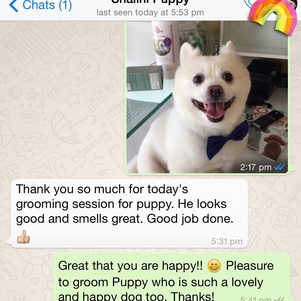 Testimonial of puppy groomed in singapore
