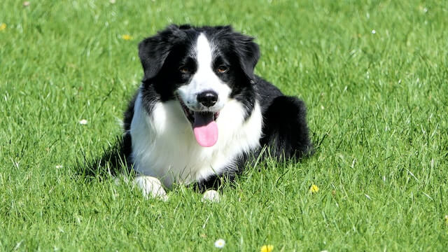 border collie puppy happy smiling in the park singapore