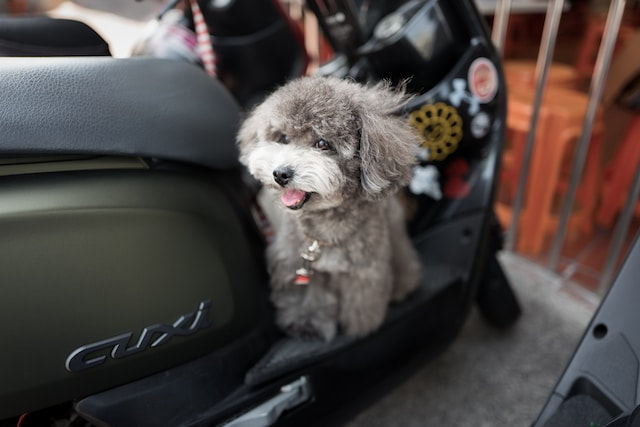 silver toy poodle on a vespa scooter in singapore
