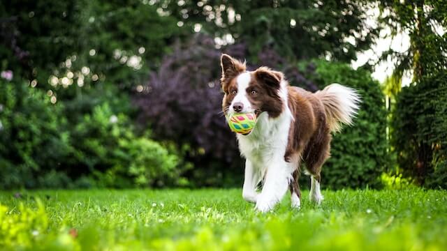 Border collie breed running with ball in Singapore