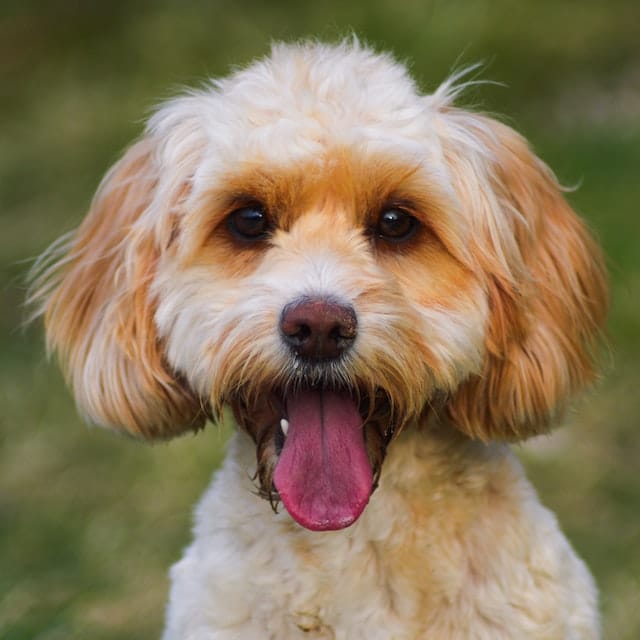 Cavapoo is hdb approved in Singapore