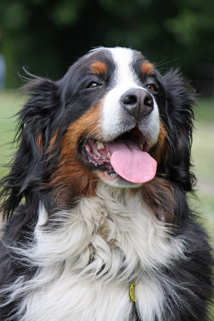 handsome bernese mountain dog in Singapore