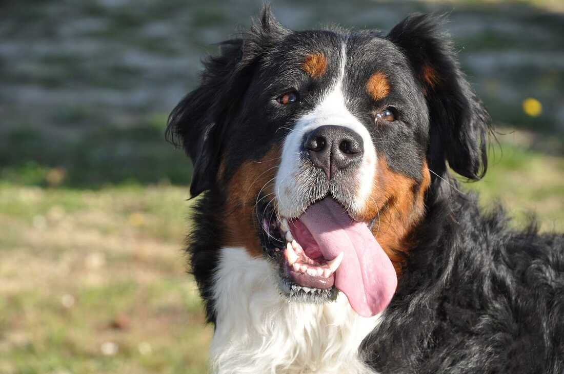 bernese mountain happy laughing for sale in singapore