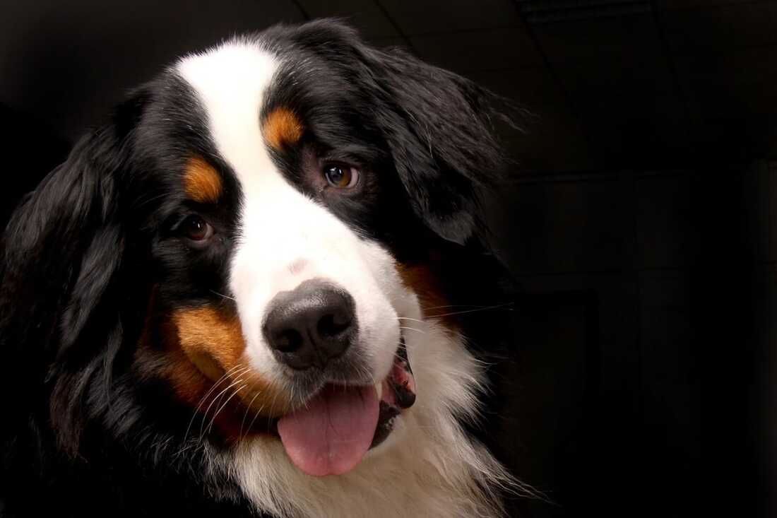 Bernese Mountain Dog smiling but he is not HDB Approved