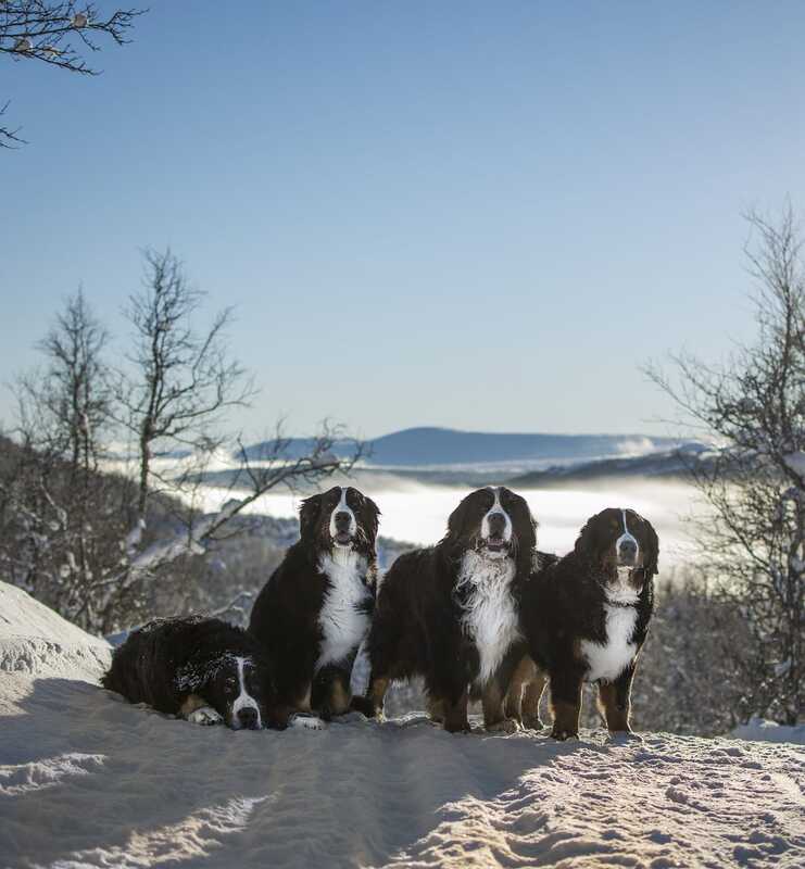 4 bernese mountain dog handsome