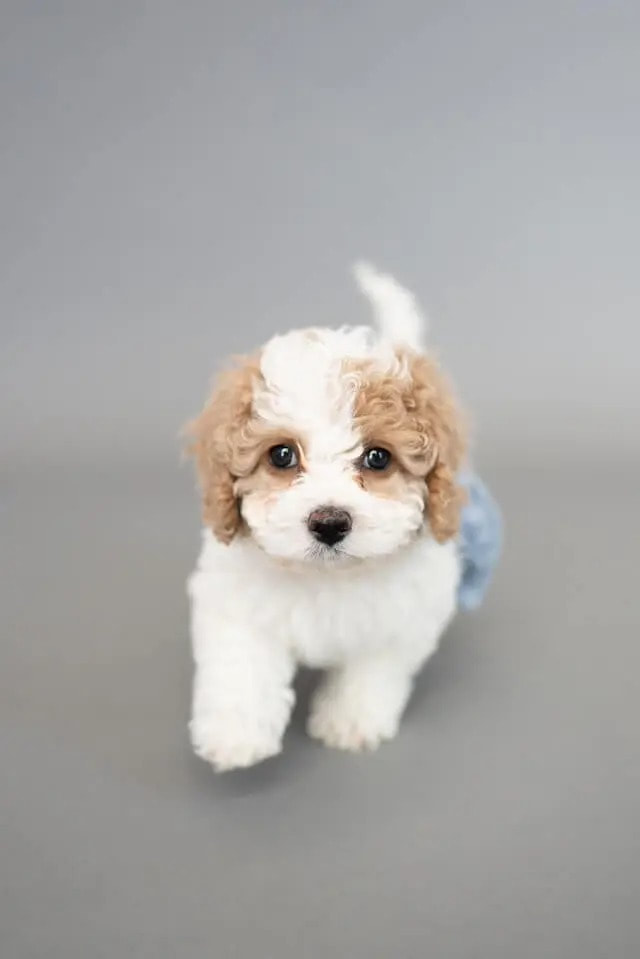 cute Cavachon puppy