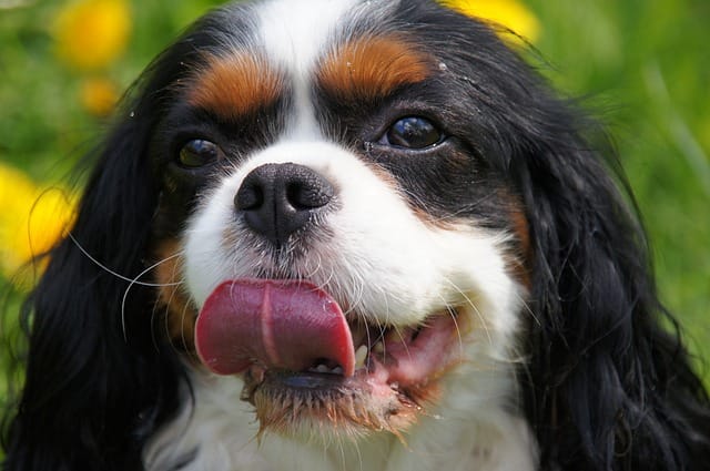 cavalier king charles puppy for sale on a park in singapore