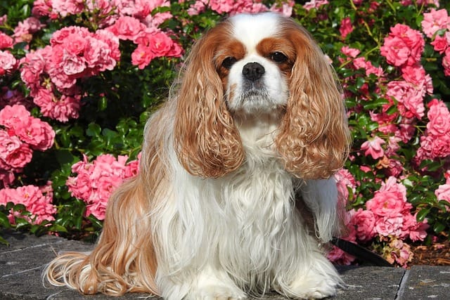 cavalier king charles breed happy smiling in Singapore