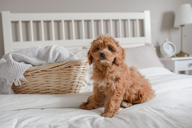 Cavapoo dog sitting on the bed