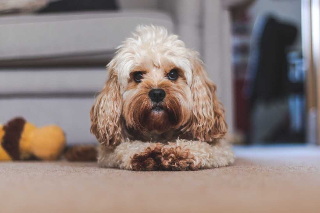 Brown cavapoo relaxing in the living room in Singapore