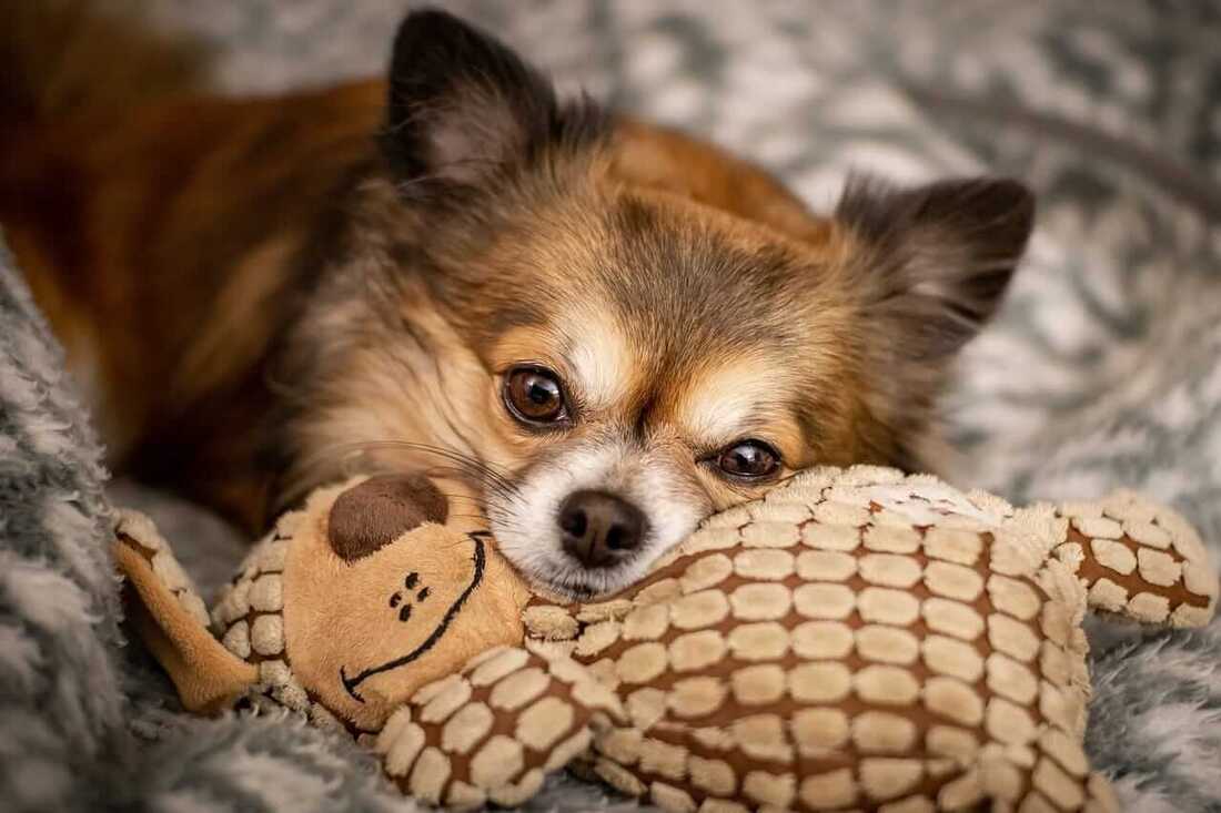 brown chihuahua sleeping on top of toy in Singapore