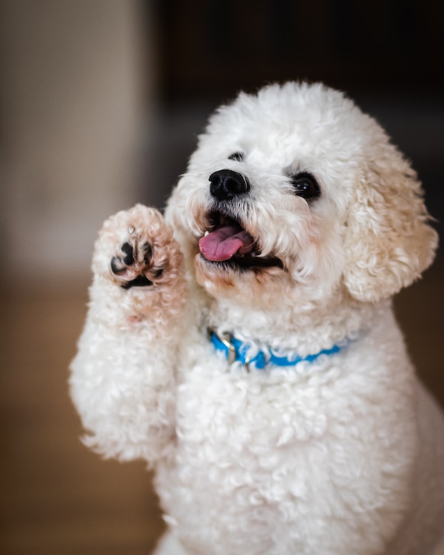 Cream toy poodle hi 5 paw for sale in Singapore