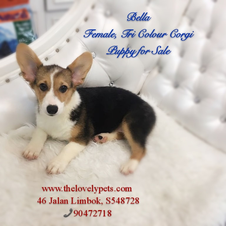 where to buy puppy in singapore is here the answer