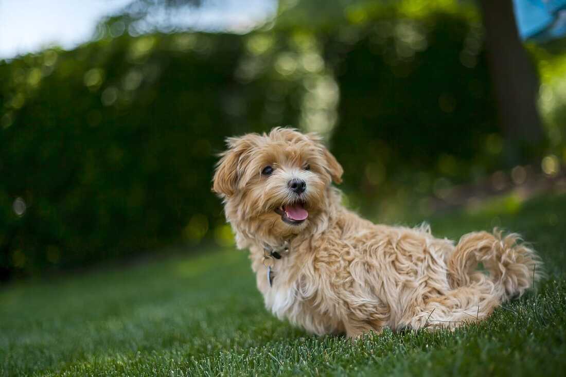 maltipoo puppy happy smiling in the park singapore