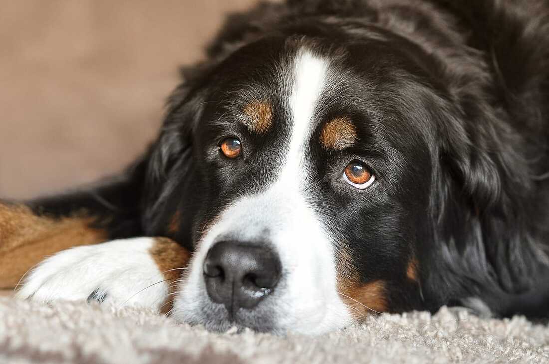affectionate bernese mountain dog chilling in the beach for sale in singapore