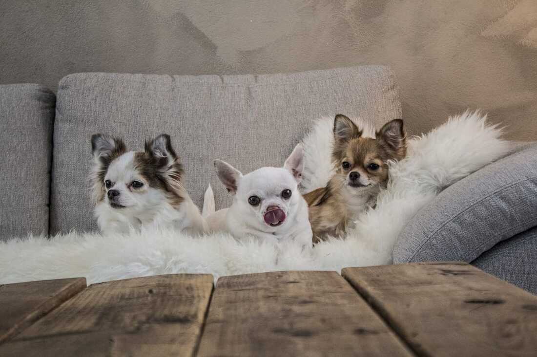 chihuahua puppies for sale on the sofa in Singapore