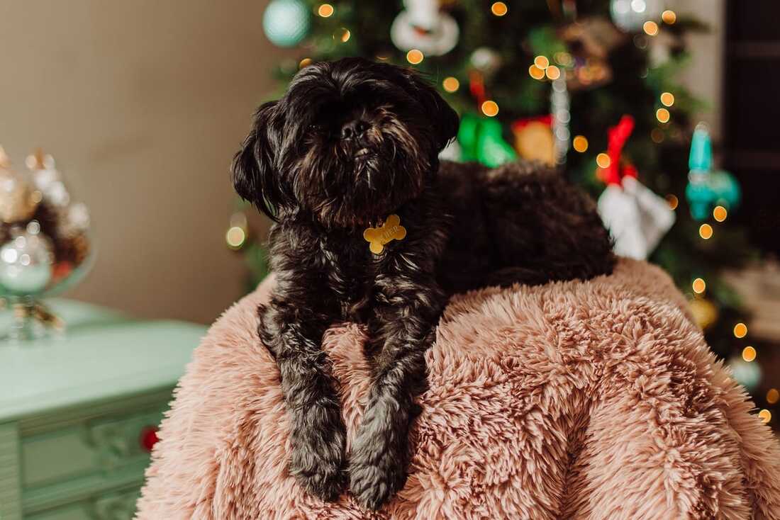 handsome black shihpoo in front of christmas tree in Singapore