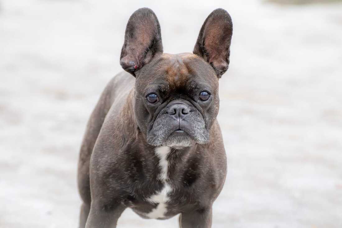 french bulldog brindle colour handsome puppy singapore