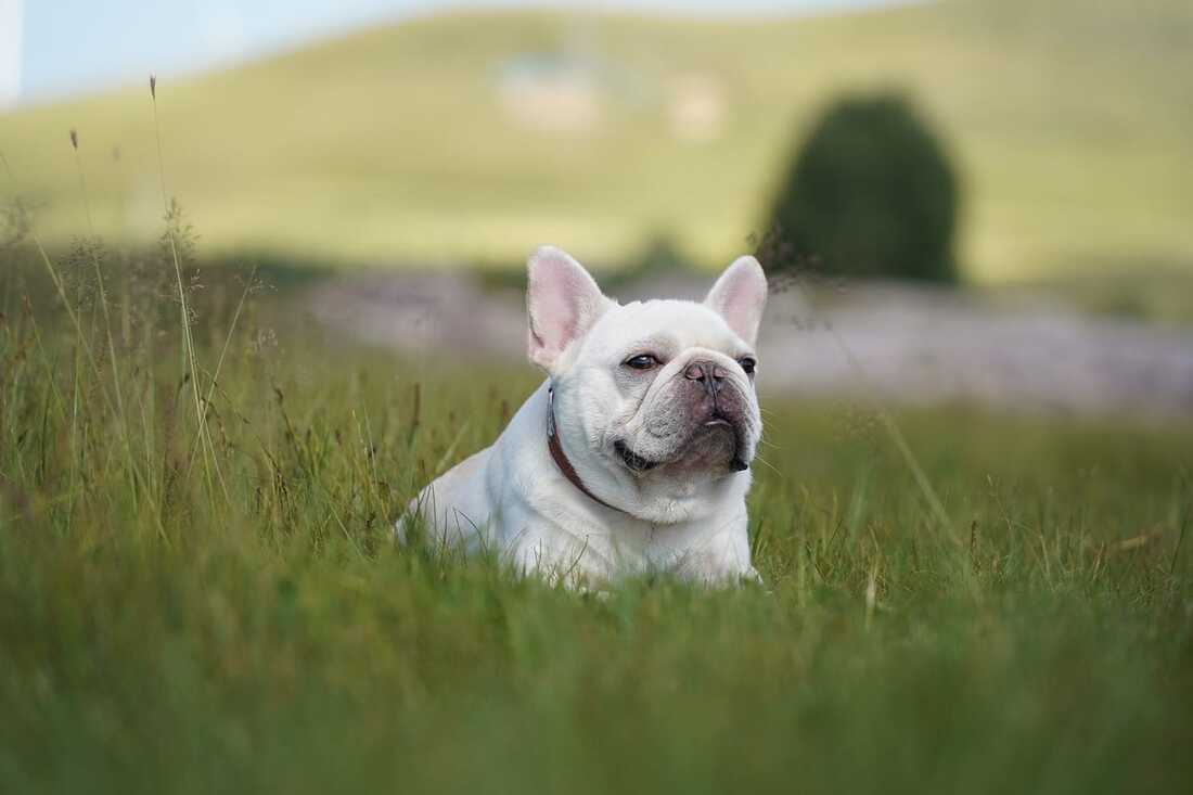 French Bulldog resting in a field in Singapore