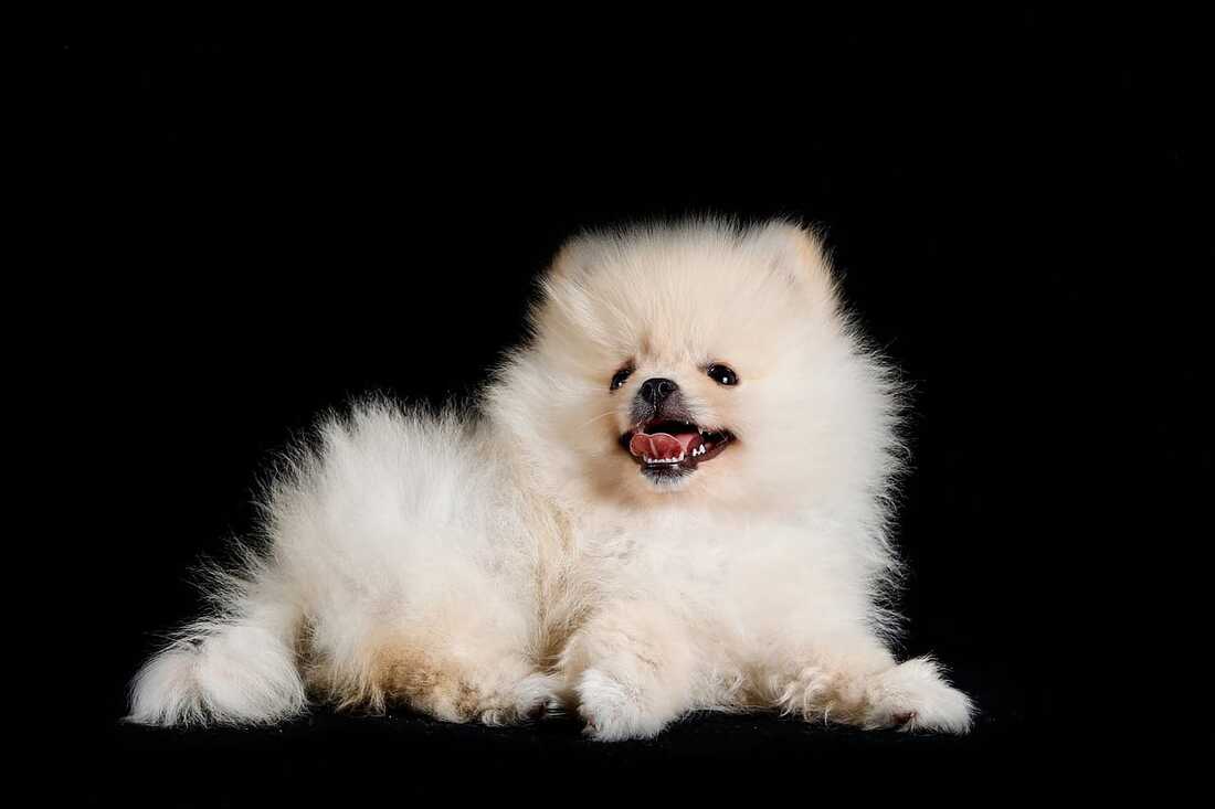 mini pomeranian puppy smiling for sale in singapore