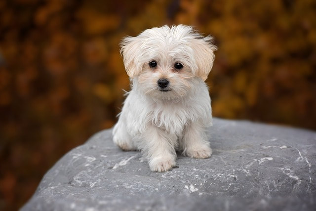 Maltipoo puppy smiling in the park