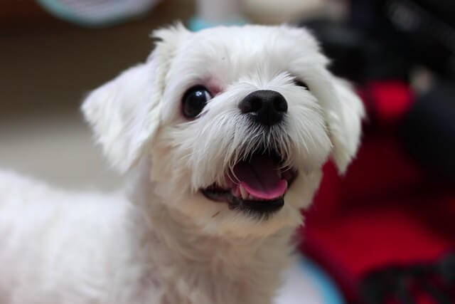 maltese breed happy smiling in Singapore