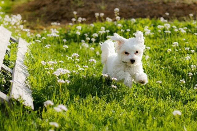 maltese dog running on grass field for sale in singapore