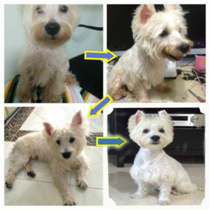 westie dog groomed in singapore