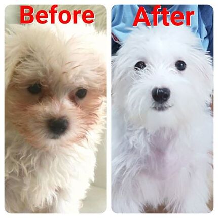 puppy singapore from sale dog breeder singapore results in before and after treatment