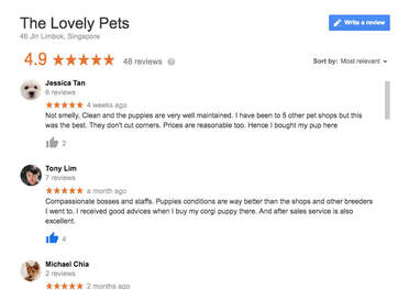 The Lovely Pets Satisfied Customer Review of puppy sale in singapore