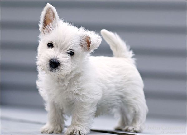 Westie puppy with one ear down