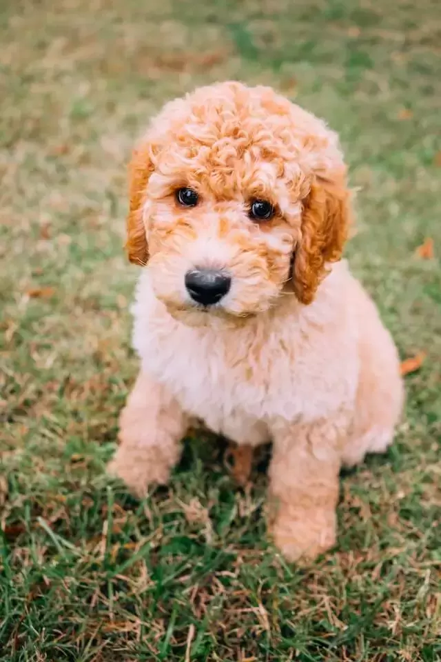 brown mini goldendoodle sitting on a park