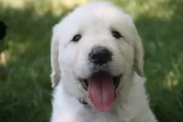 golden retriever puppy smiling