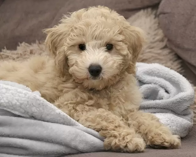 Toy teacup poodle puppy 